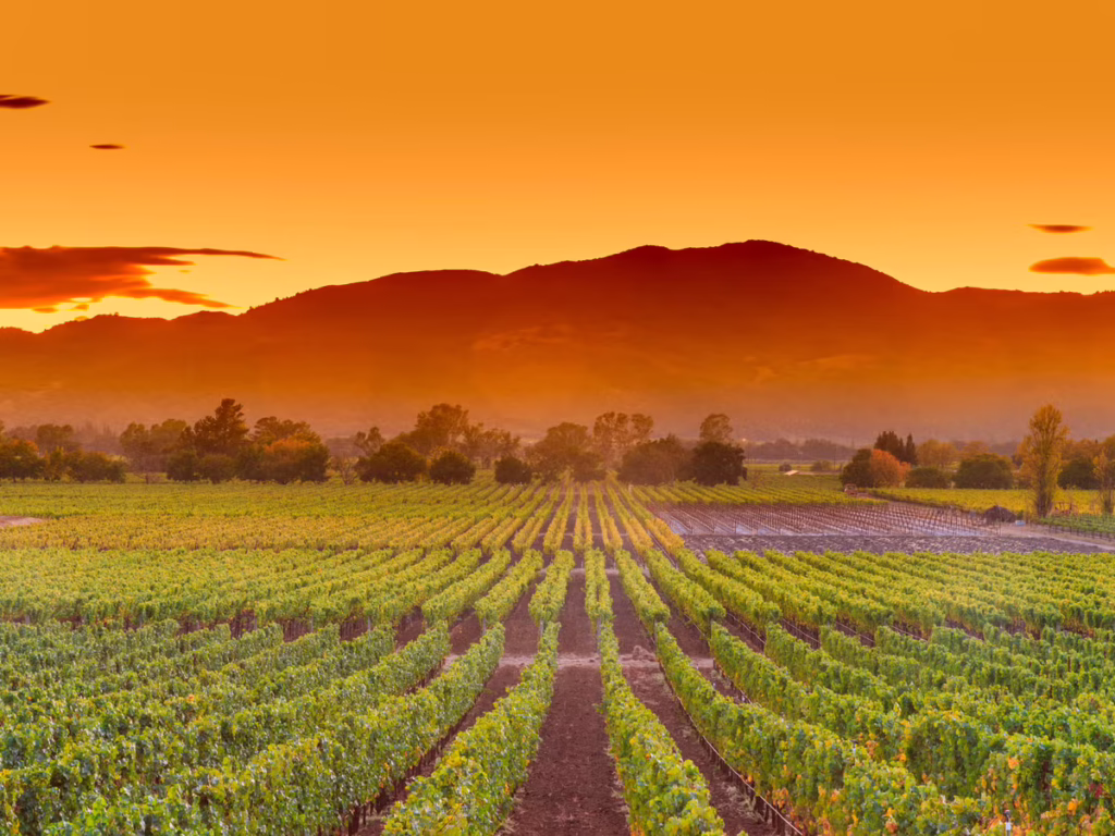 Napa Valley, California at sunset.