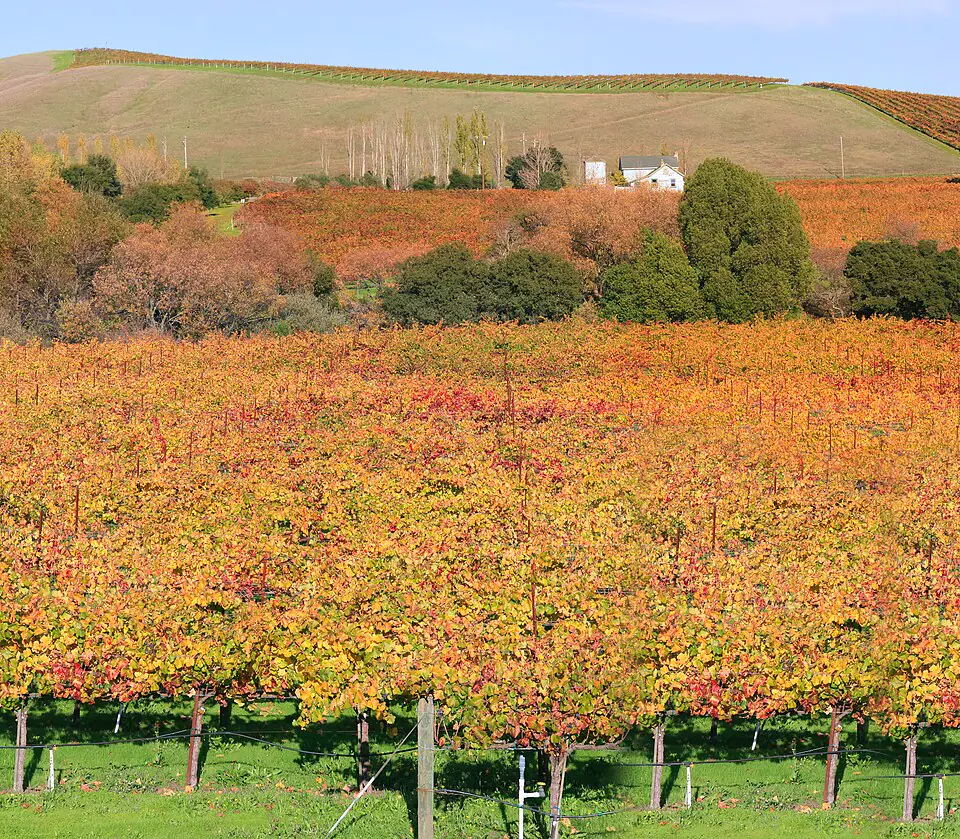 Autumn vineyard rows in the Napa Valley